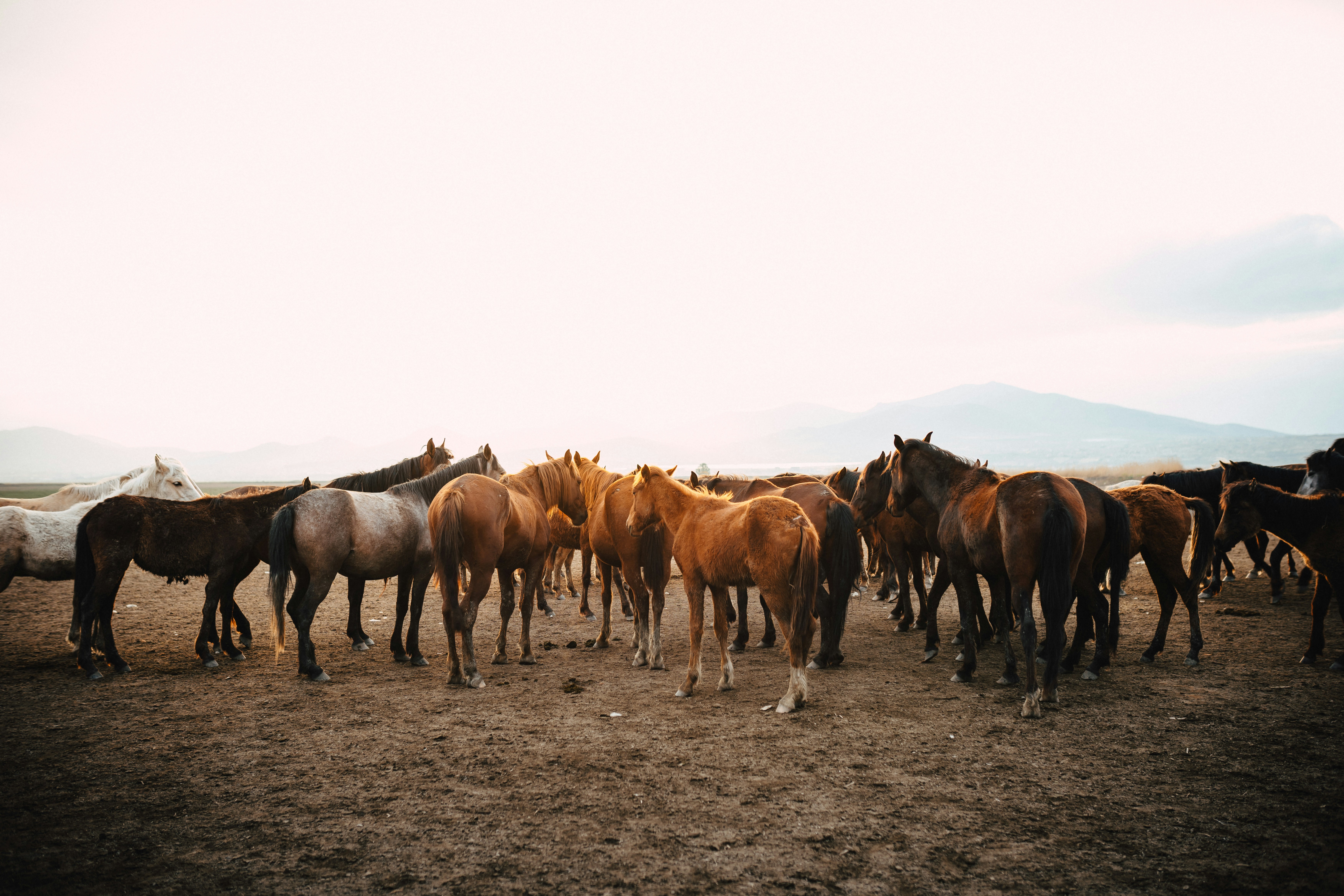A herd of horses standing on top of a dry grass field