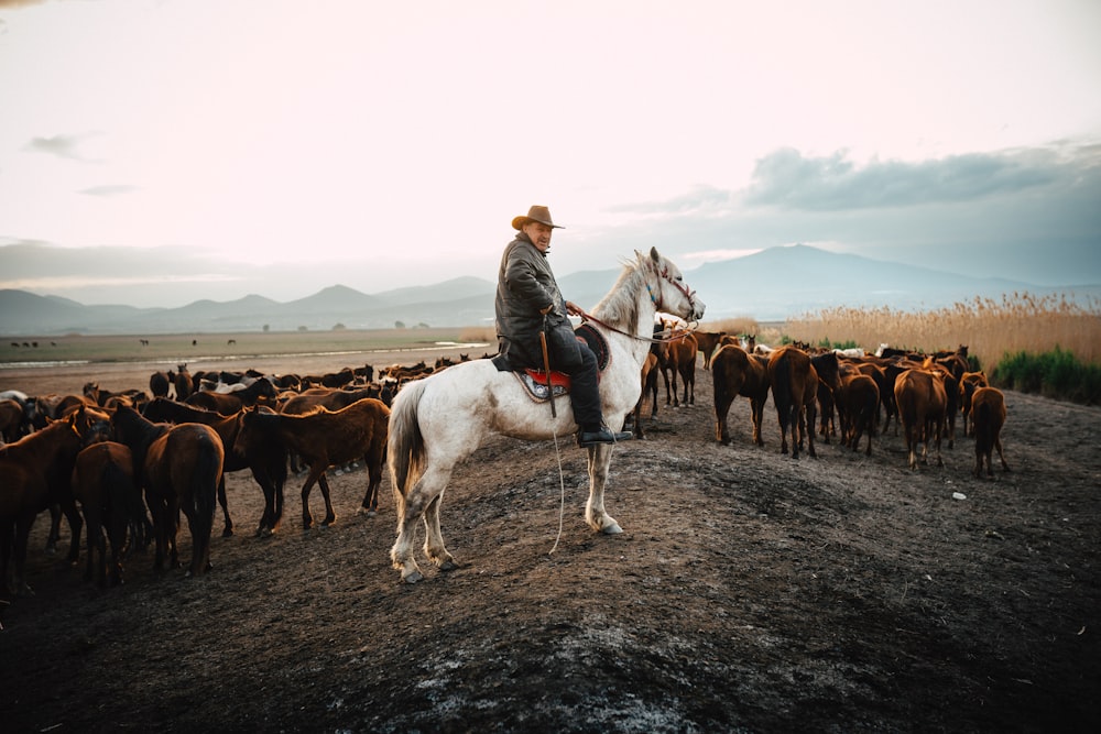 a man riding a horse in front of a herd of cattle