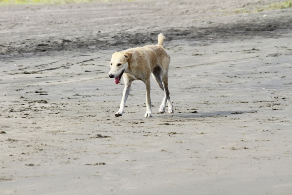 a dog walking on a beach with a frisbee in its mouth