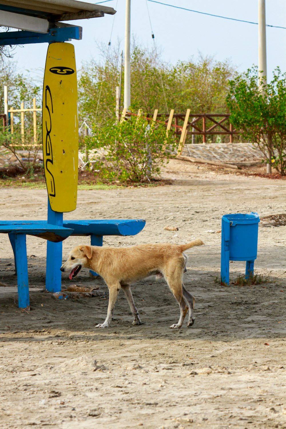 a brown dog standing next to a blue picnic table