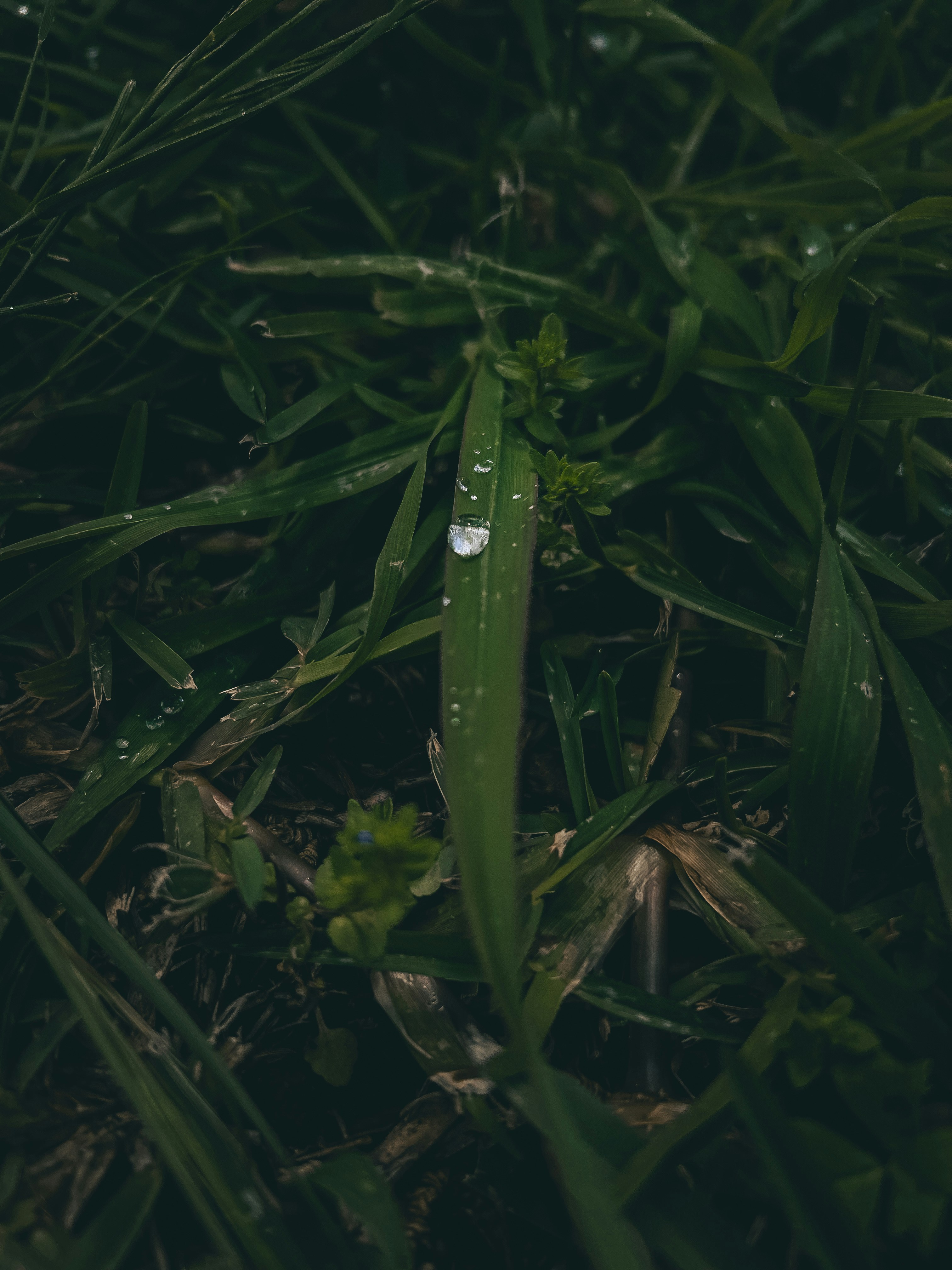 a close up of grass with water droplets on it