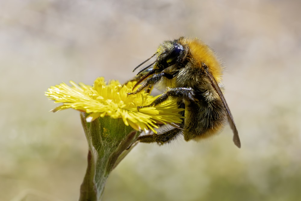 a close up of a bee on a flower