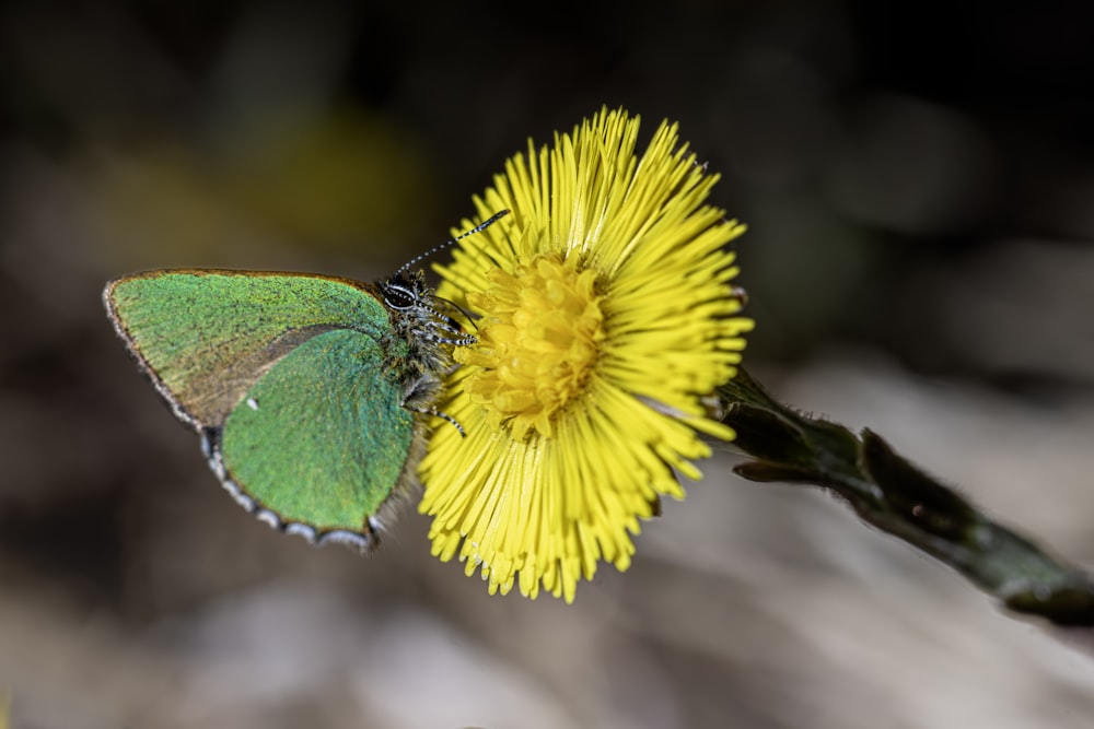 a green and yellow butterfly sitting on a yellow flower