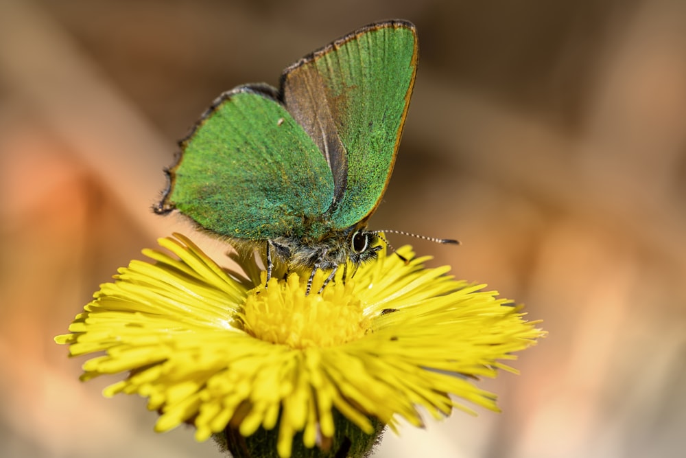 a green butterfly sitting on top of a yellow flower