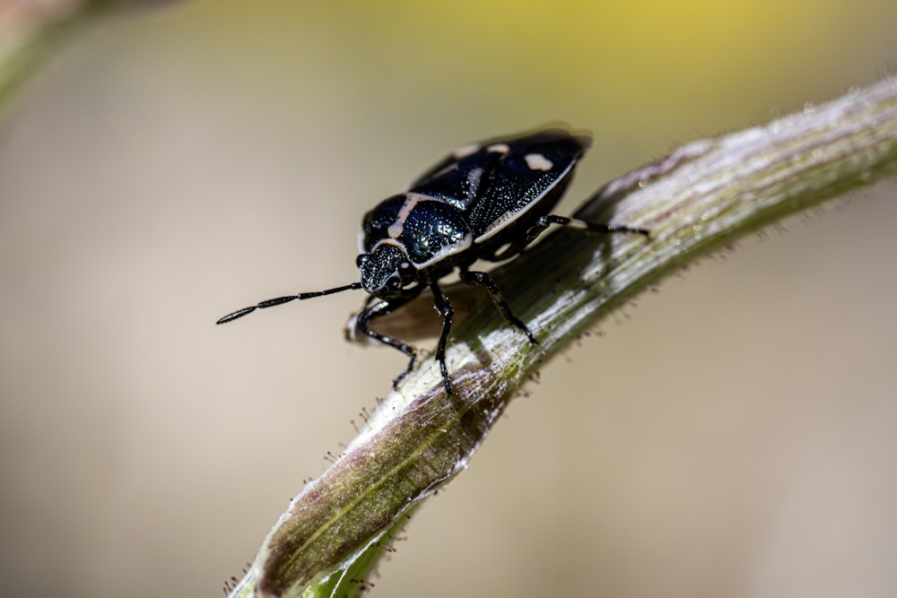 a close up of a bug on a plant