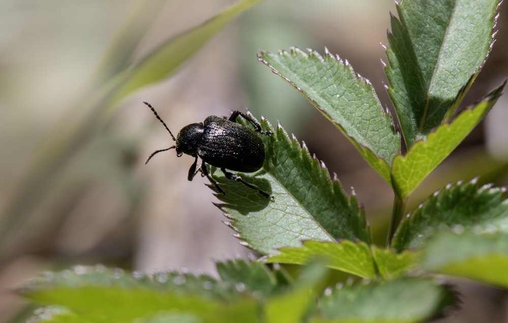 a black bug sitting on top of a green leaf