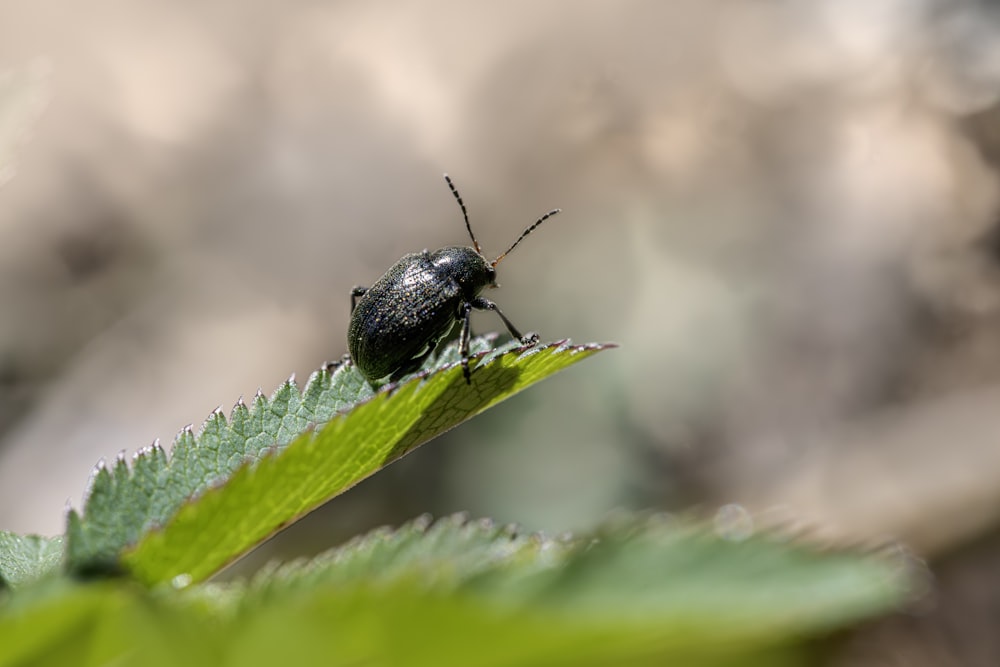 a black bug sitting on top of a green leaf