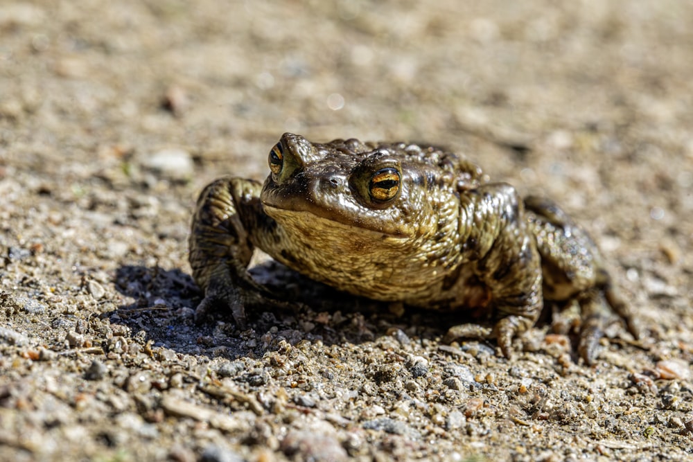 a frog sitting on the ground looking at the camera