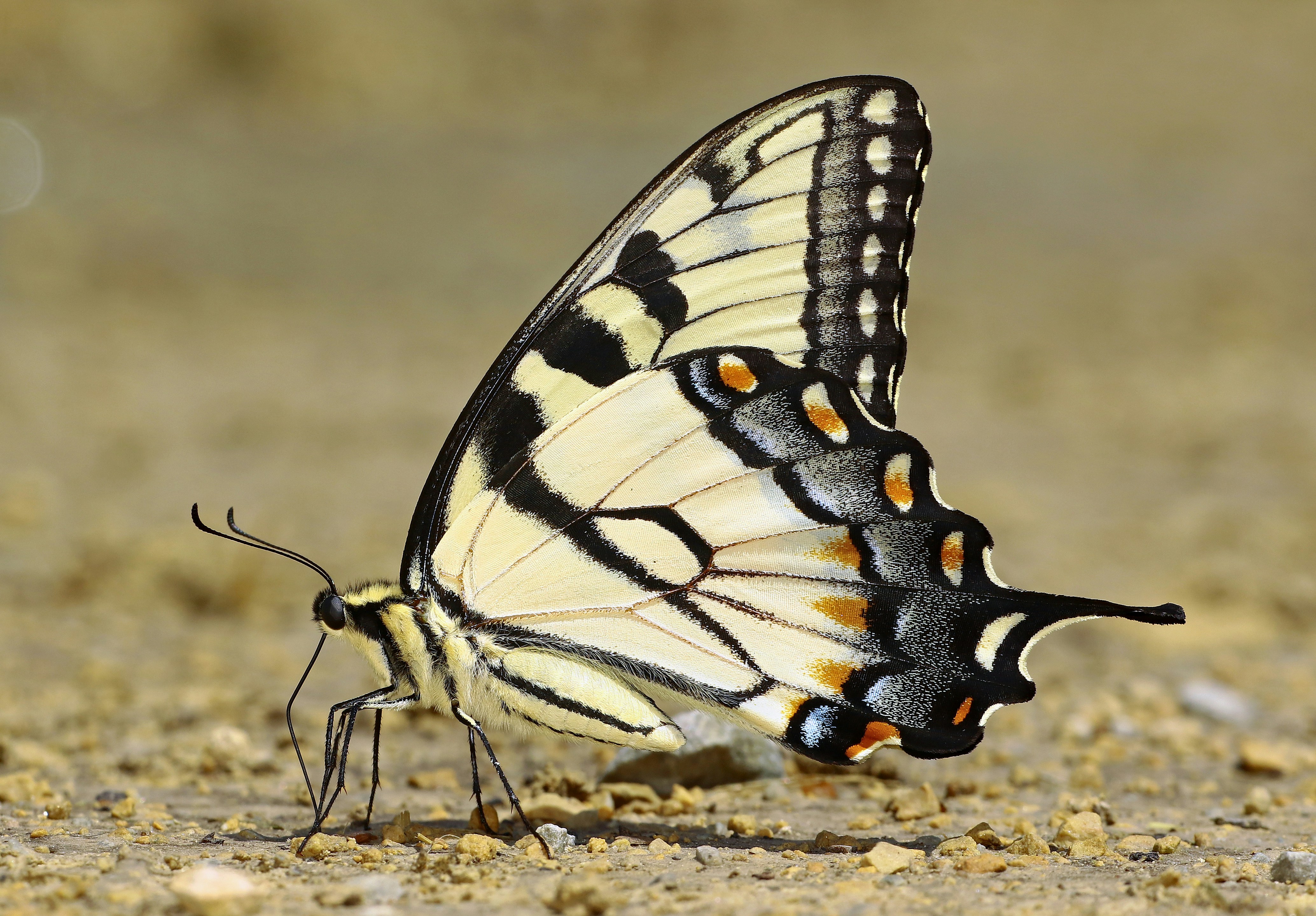 Photo by telliottmbamsc