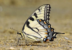 a close up of a butterfly on the ground