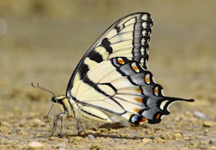 a close up of a butterfly on the ground