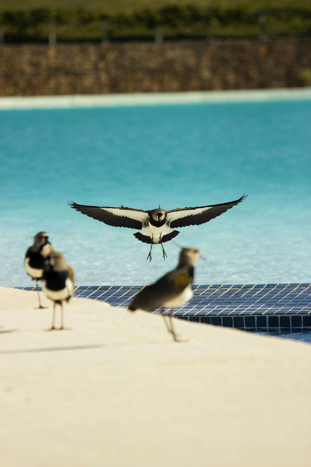 a bird landing on the edge of a swimming pool