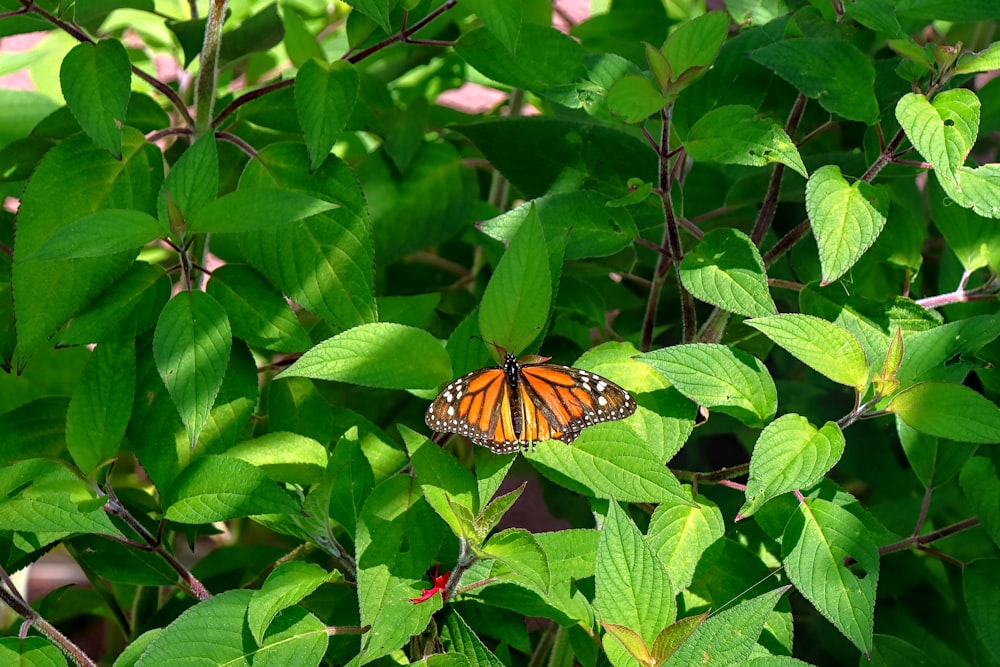 una farfalla seduta in cima a un albero coperto di foglie verdi