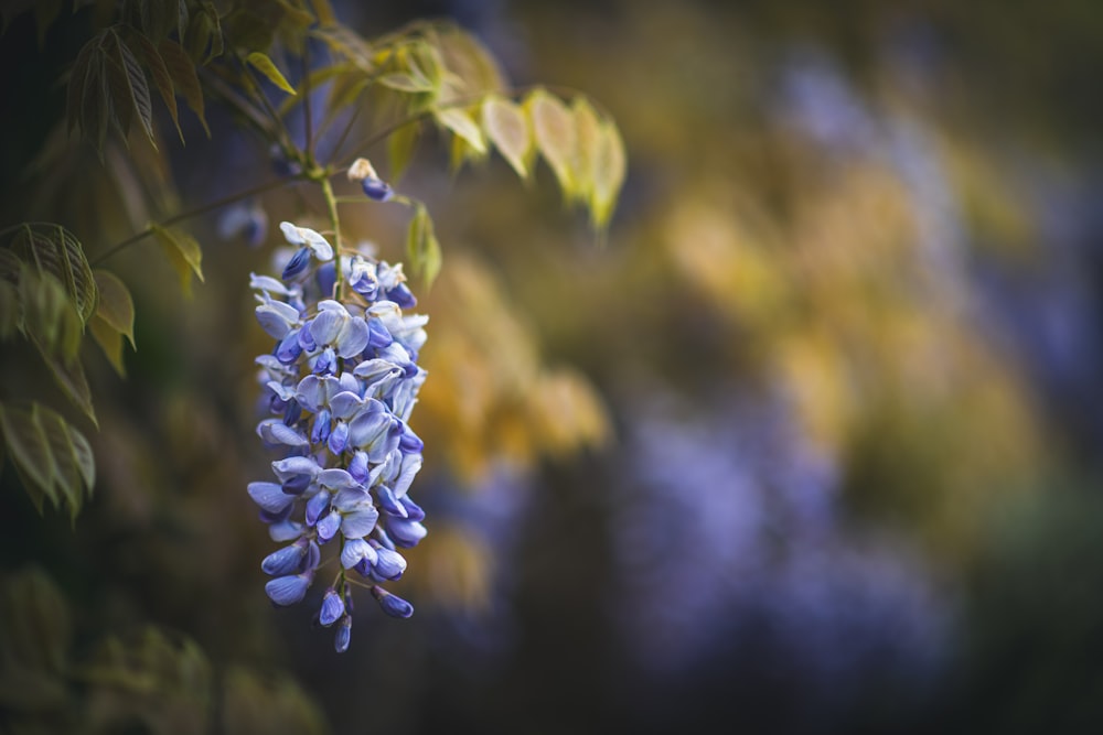 a bunch of blue flowers hanging from a tree