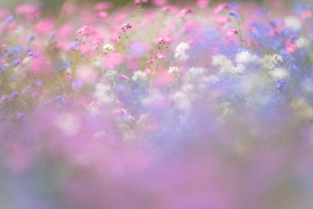 un champ plein de fleurs violettes et blanches
