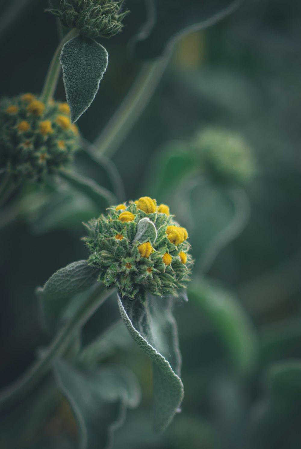 a close up of a plant with yellow flowers