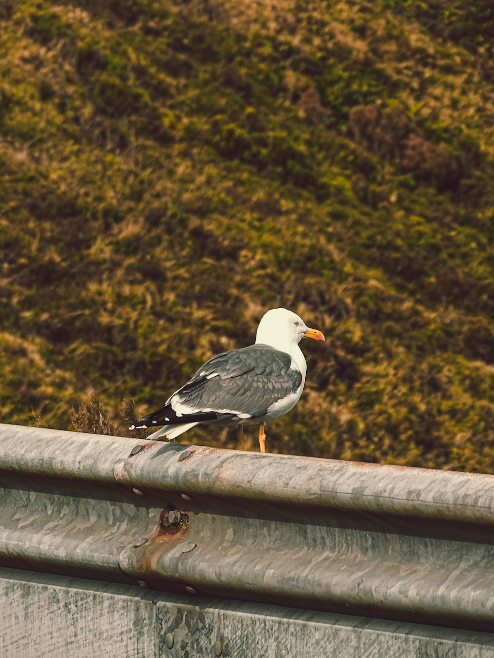 a seagull sitting on the edge of a metal railing