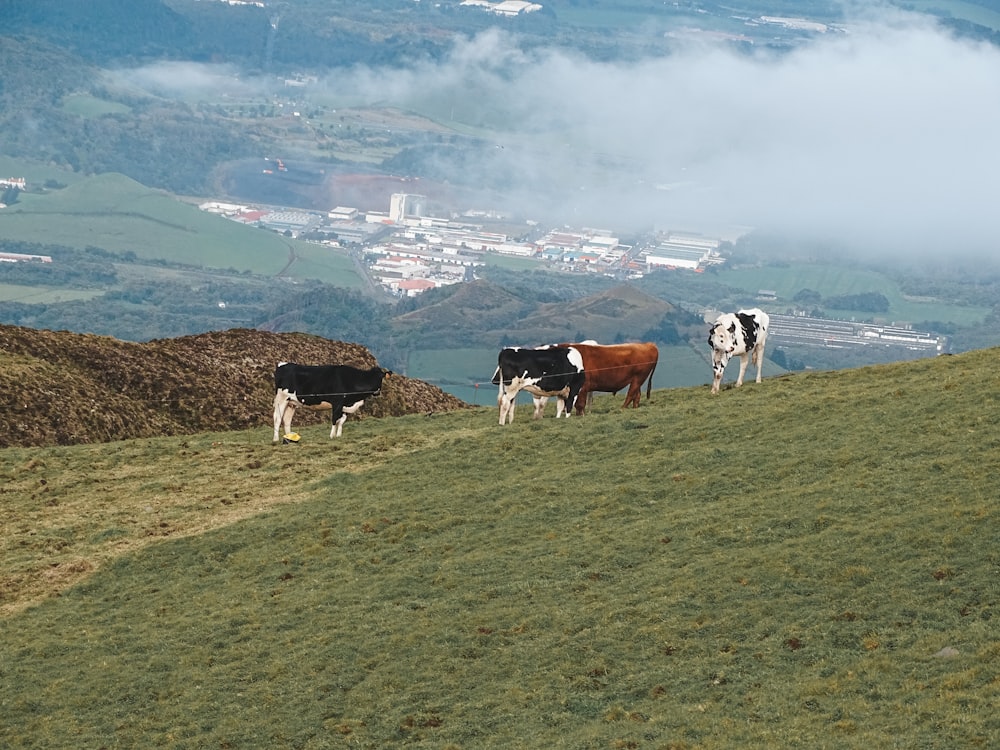 a herd of cattle standing on top of a lush green hillside