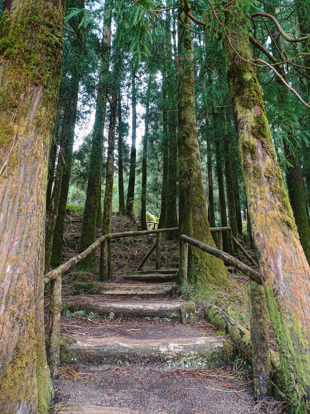 a path in the woods with moss growing on the trees