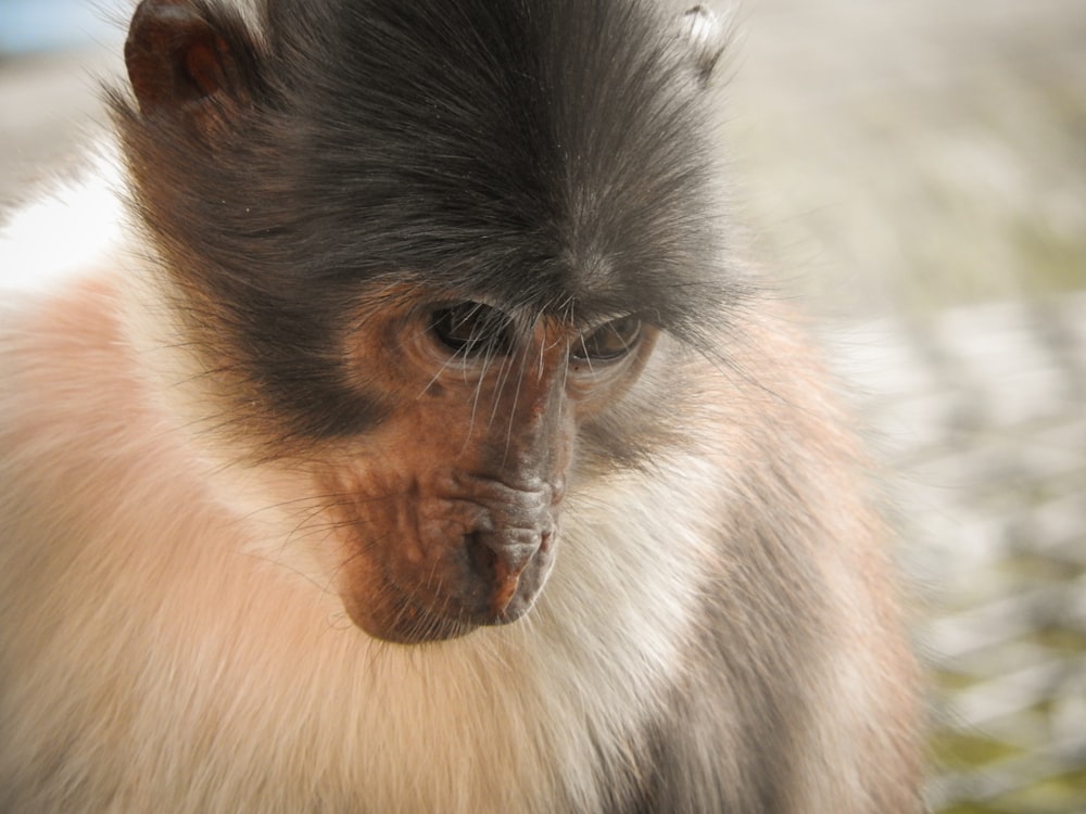 a close up of a monkey with a blurry background