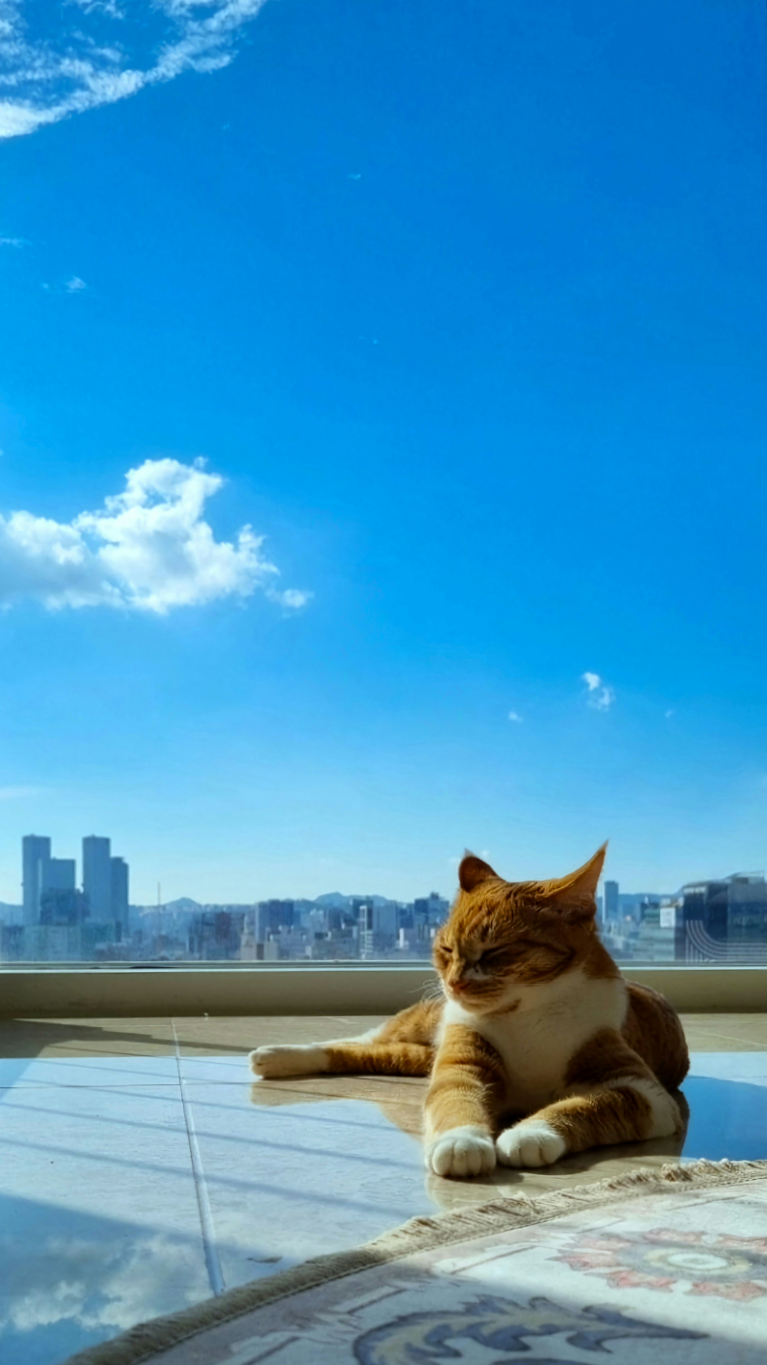 a cat sitting on top of a roof