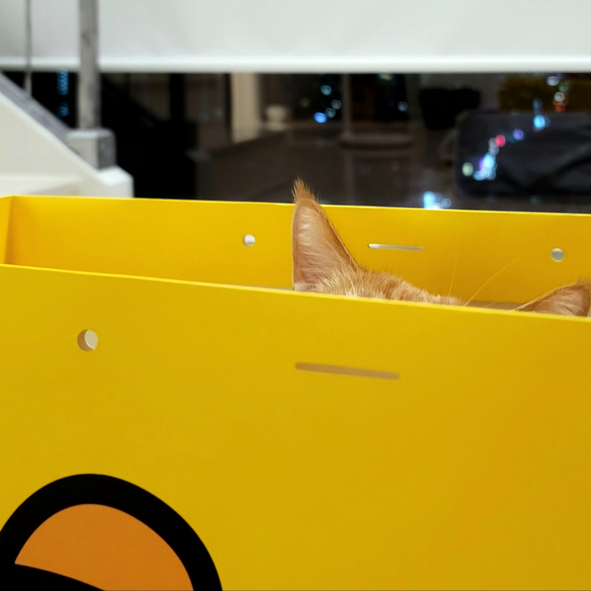 a cat sitting inside of a yellow box
