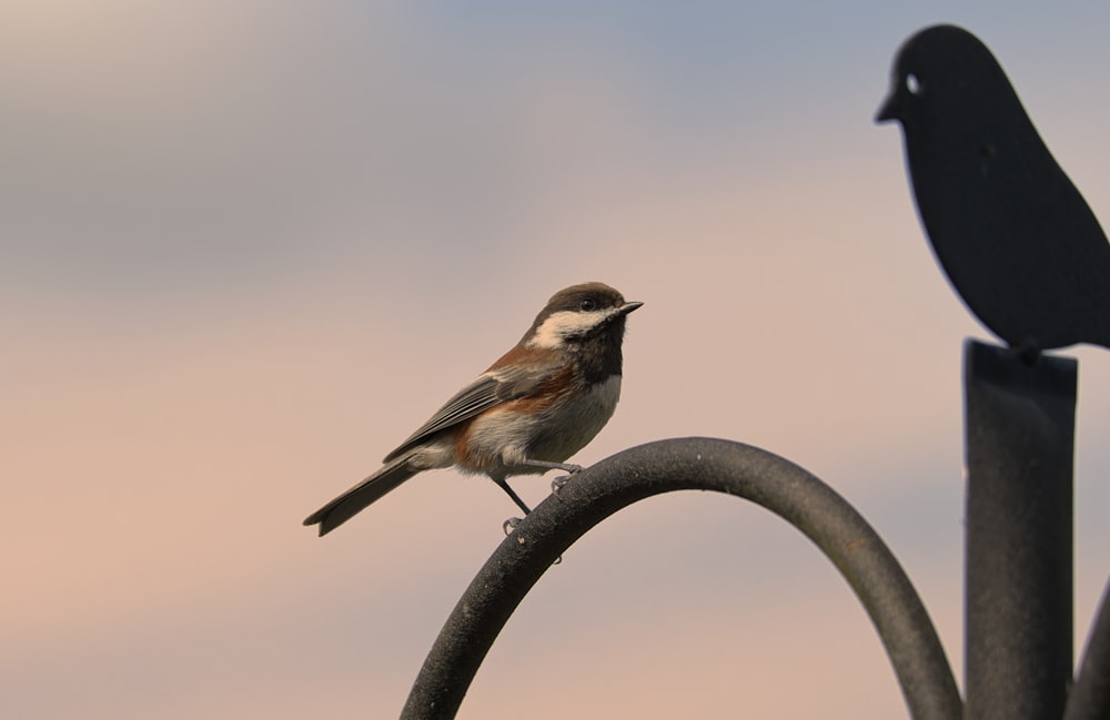 a small bird sitting on top of a metal pole