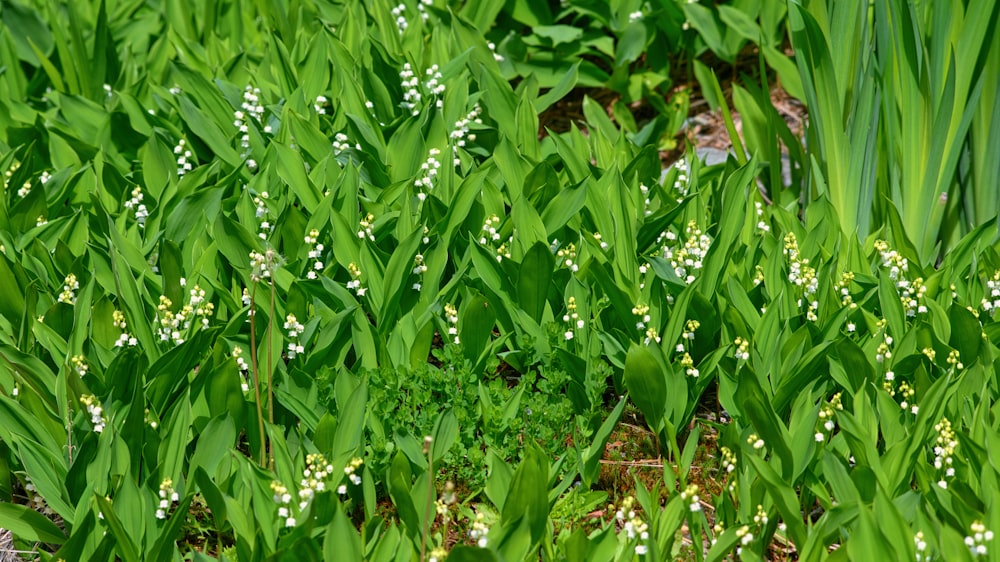 a field of green grass with white flowers