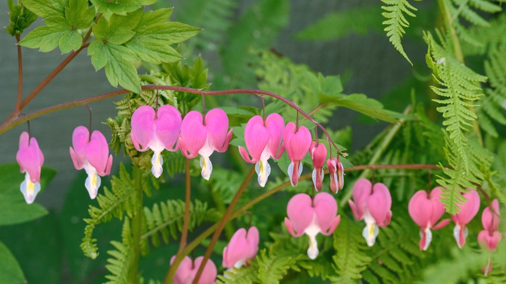 a bunch of pink and white flowers on a plant