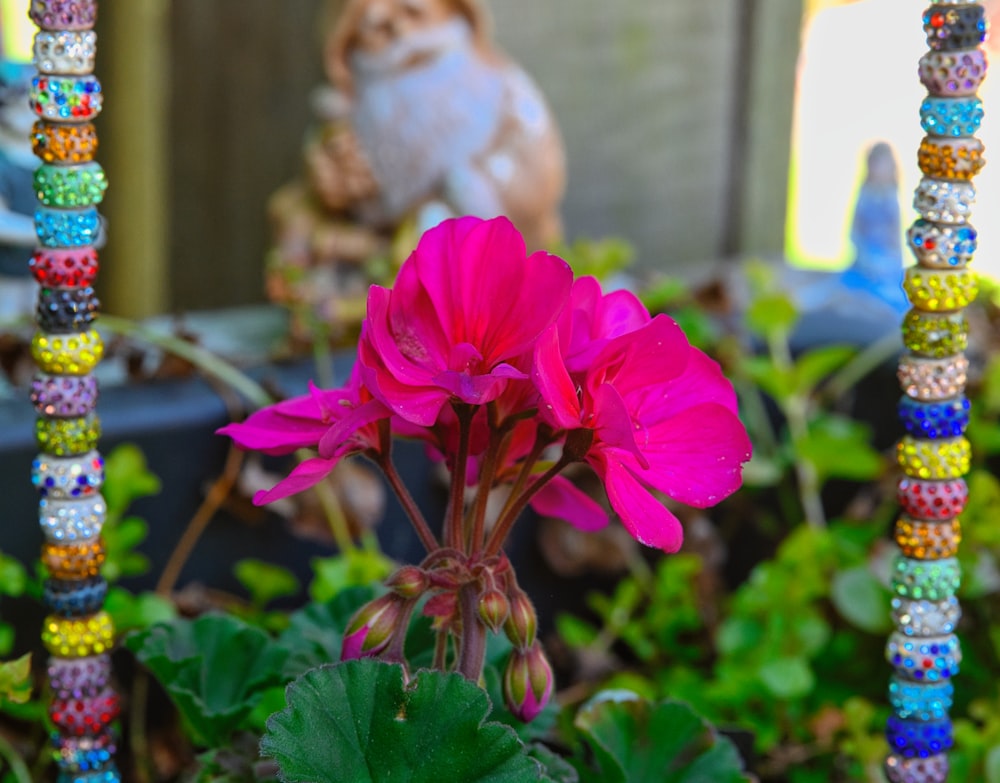 a pink flower sitting on top of a lush green plant