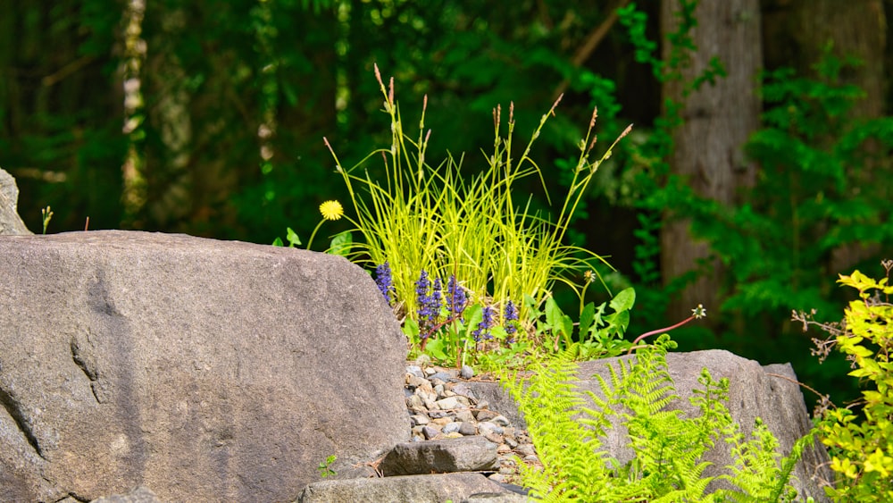 a rock with a plant growing out of it