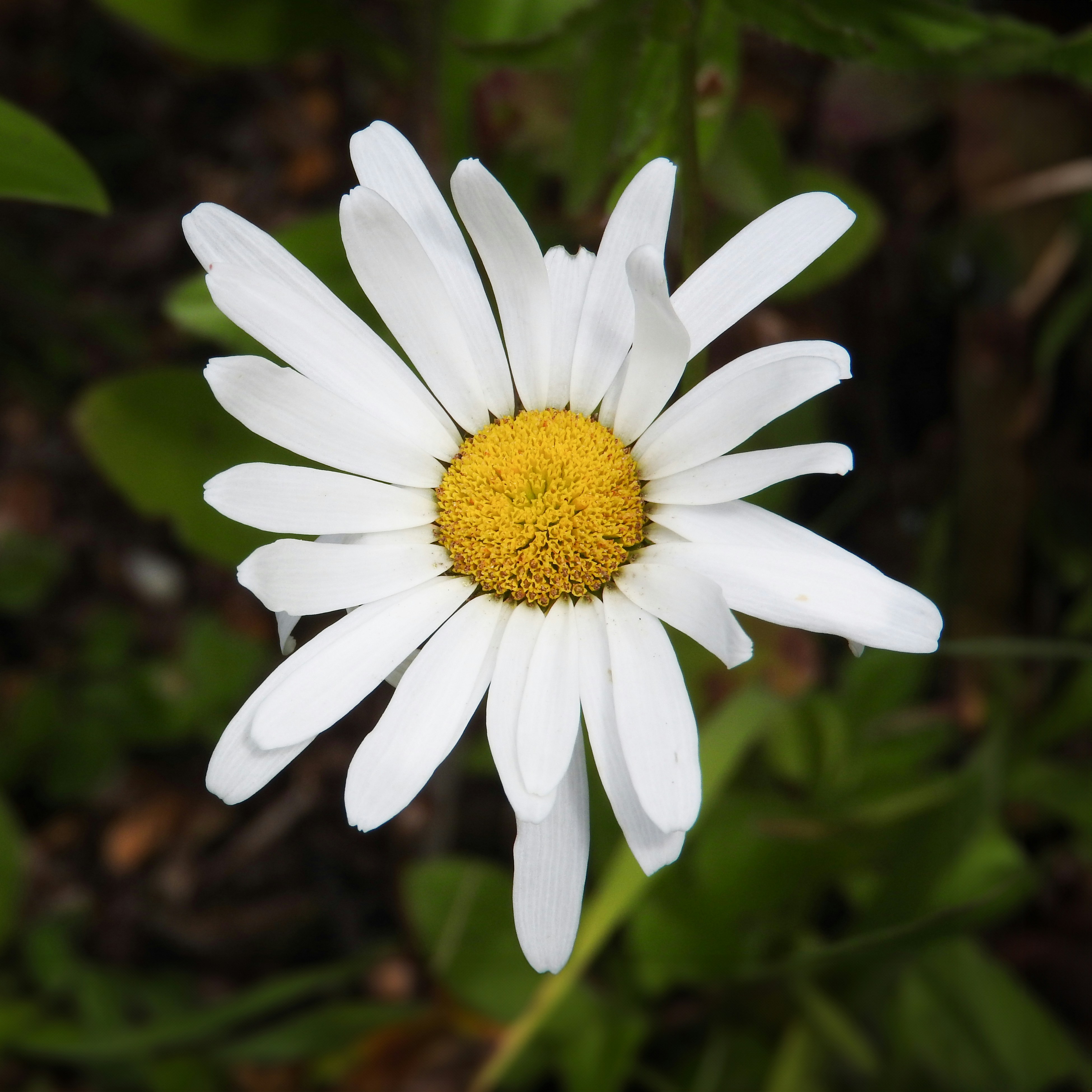 A small daisy at Longwood Gardens.
