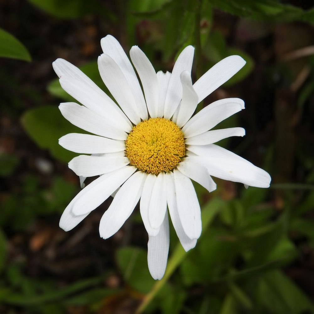 a close up of a white flower with a yellow center