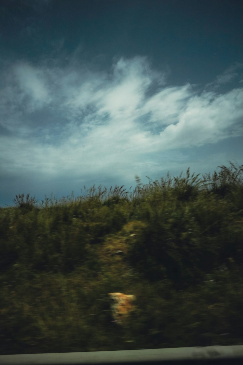 a picture taken from a moving car of a field