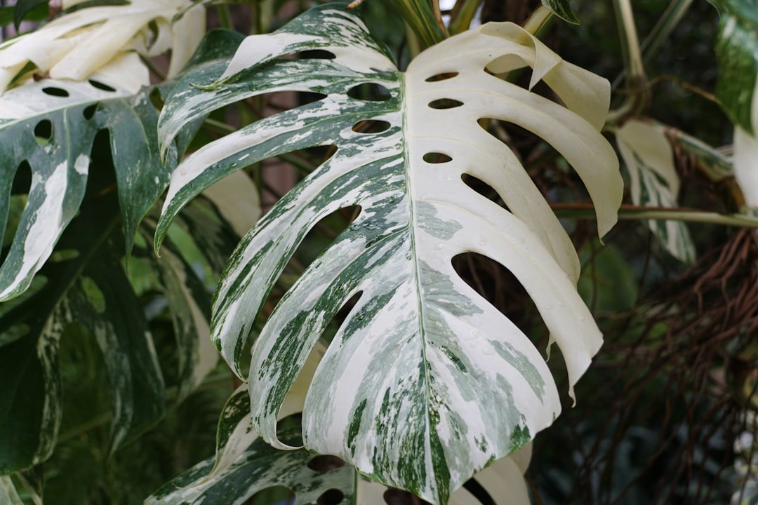 Closeup of the highly variegated leaf of Monstera Borsigiana Albo