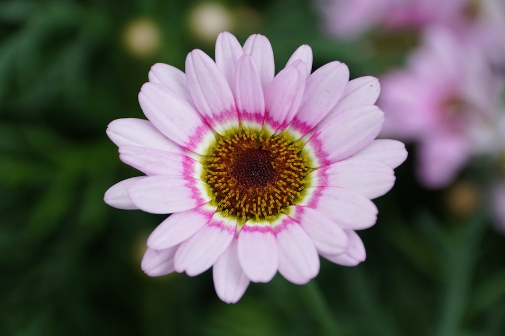 a pink flower with a yellow center surrounded by other flowers