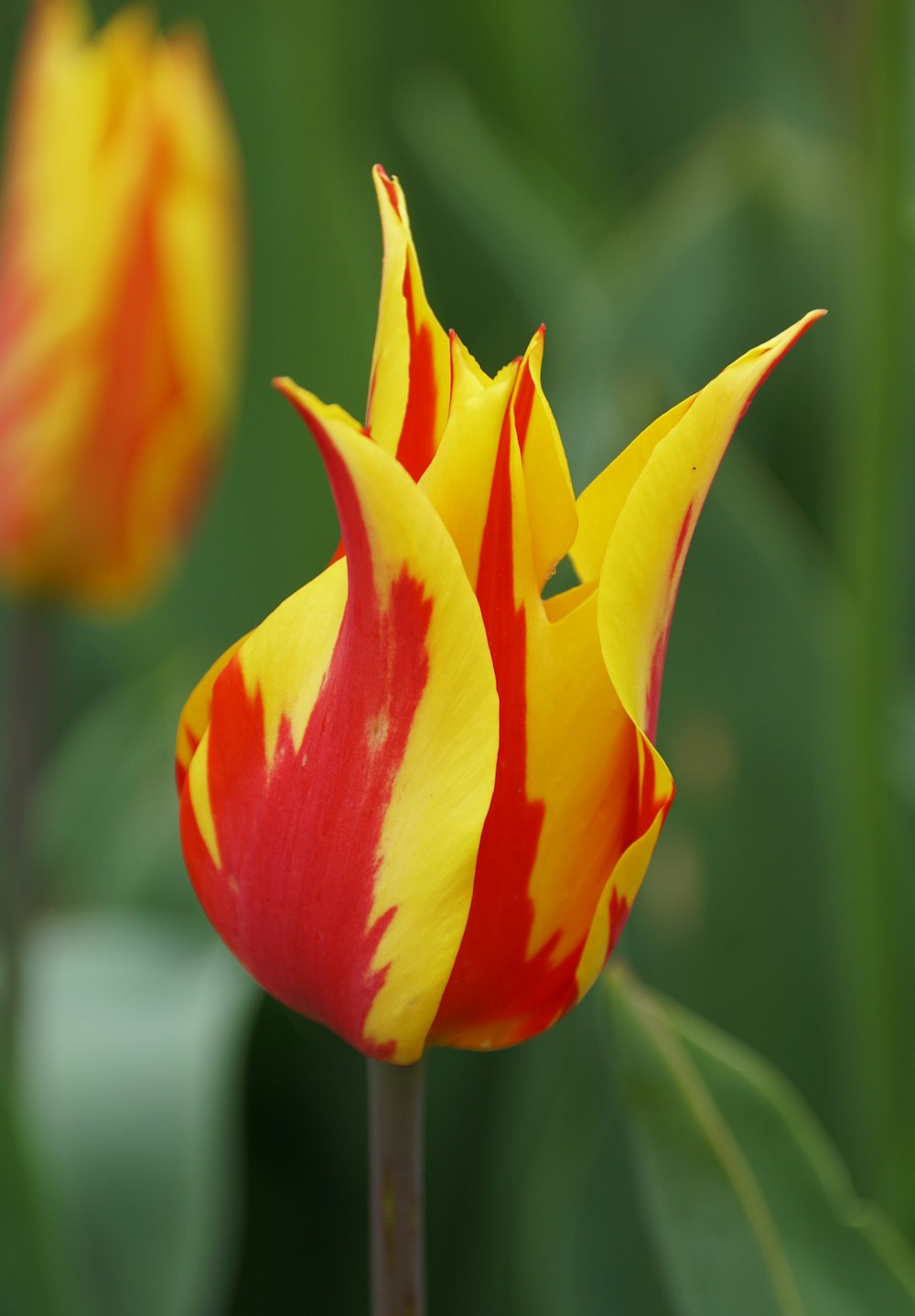 a close up of a red and yellow flower