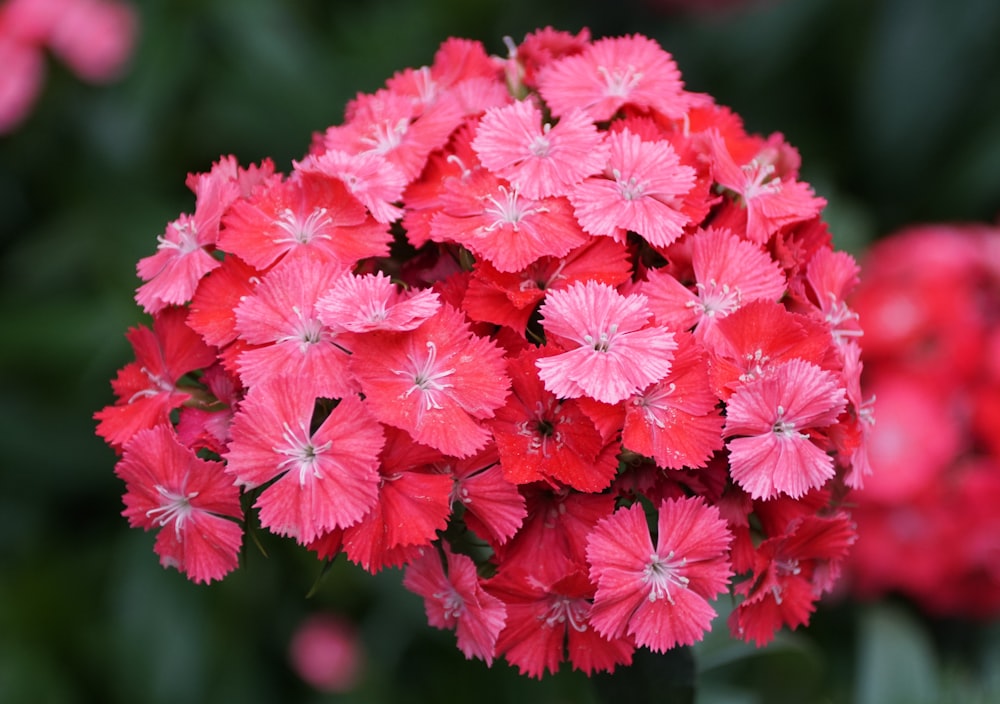 a close up of a bunch of red flowers