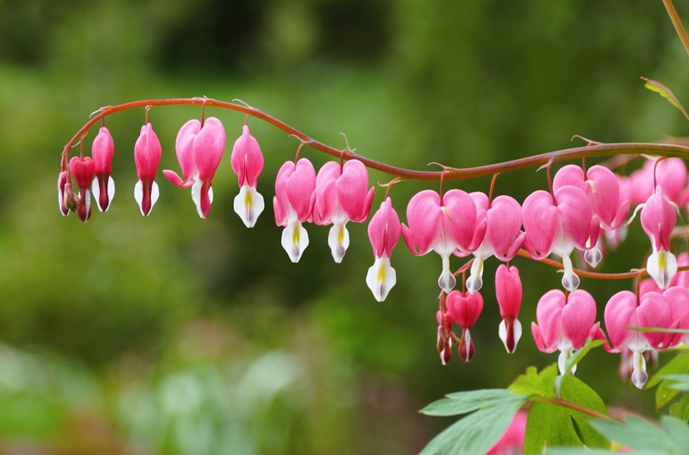 a bunch of pink and white flowers hanging from a branch