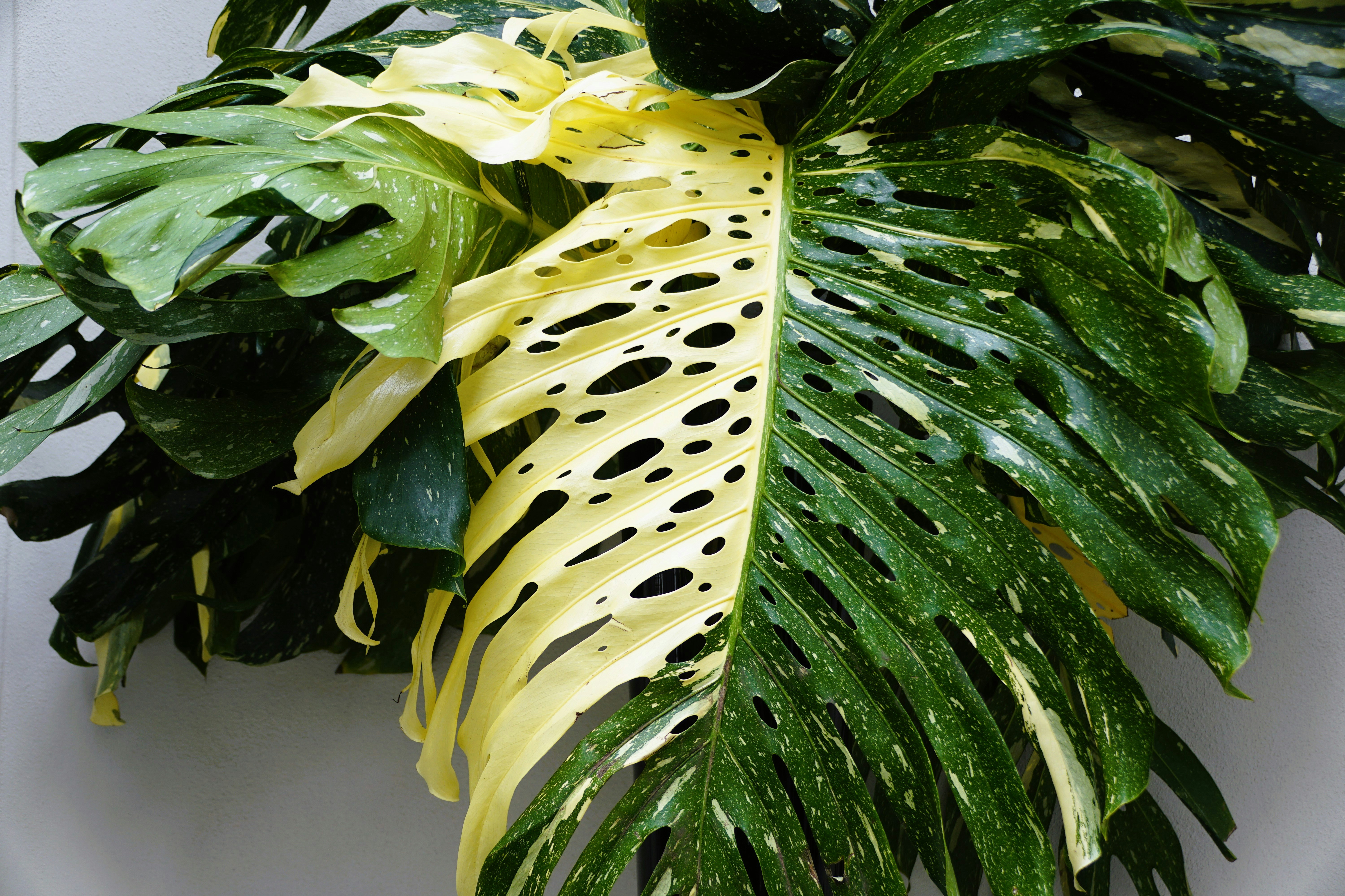 a close up of a green and yellow plant