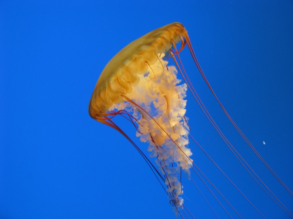 a yellow jellyfish floating in the blue water