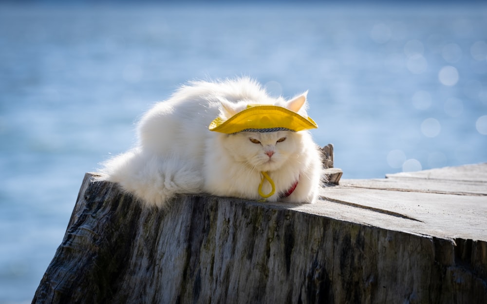a white cat wearing a yellow hat on top of a wooden dock