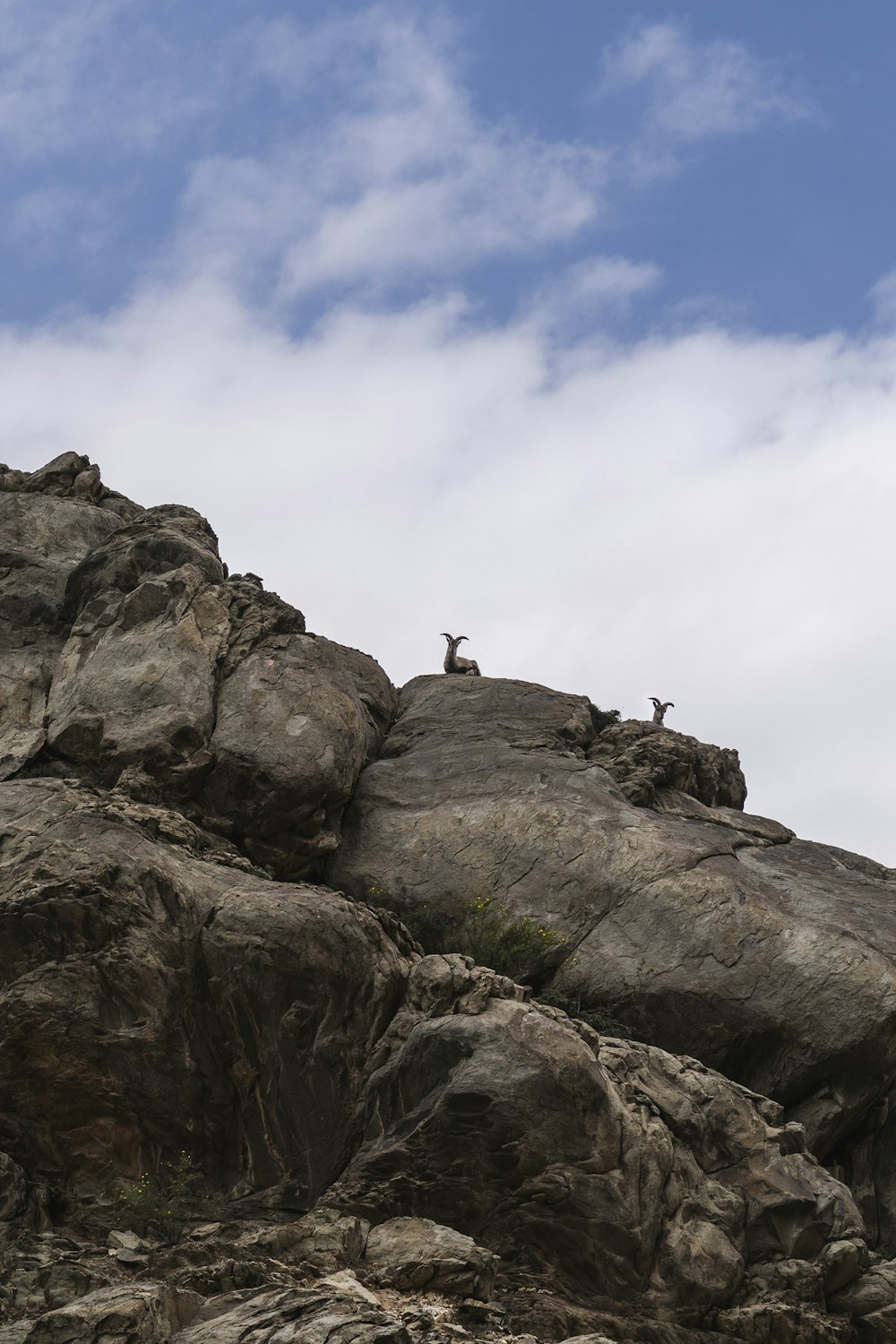 a couple of animals standing on top of a rocky hill