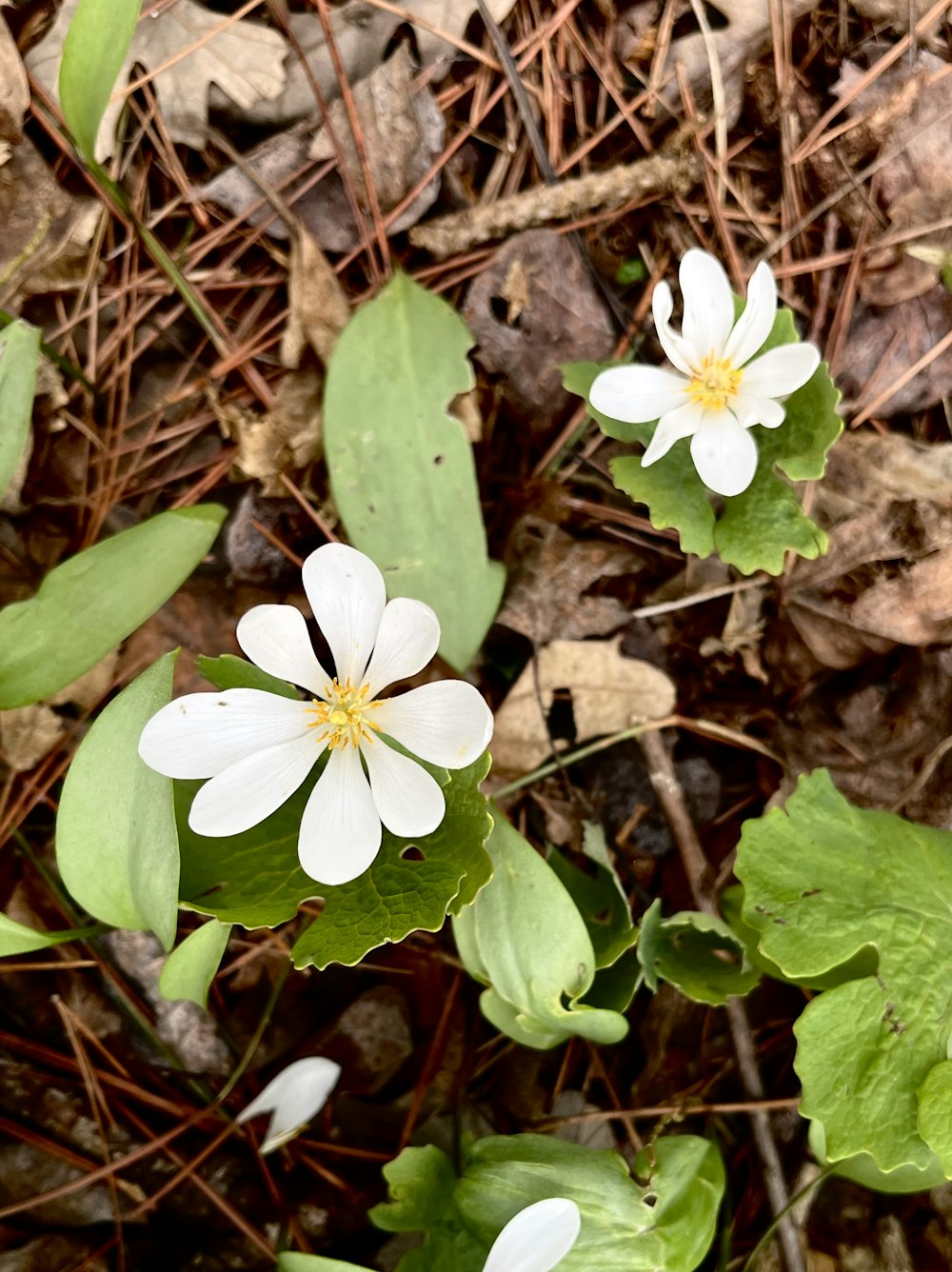 a group of white flowers sitting on top of a forest floor