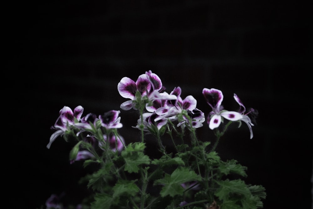 a close up of a plant with purple flowers