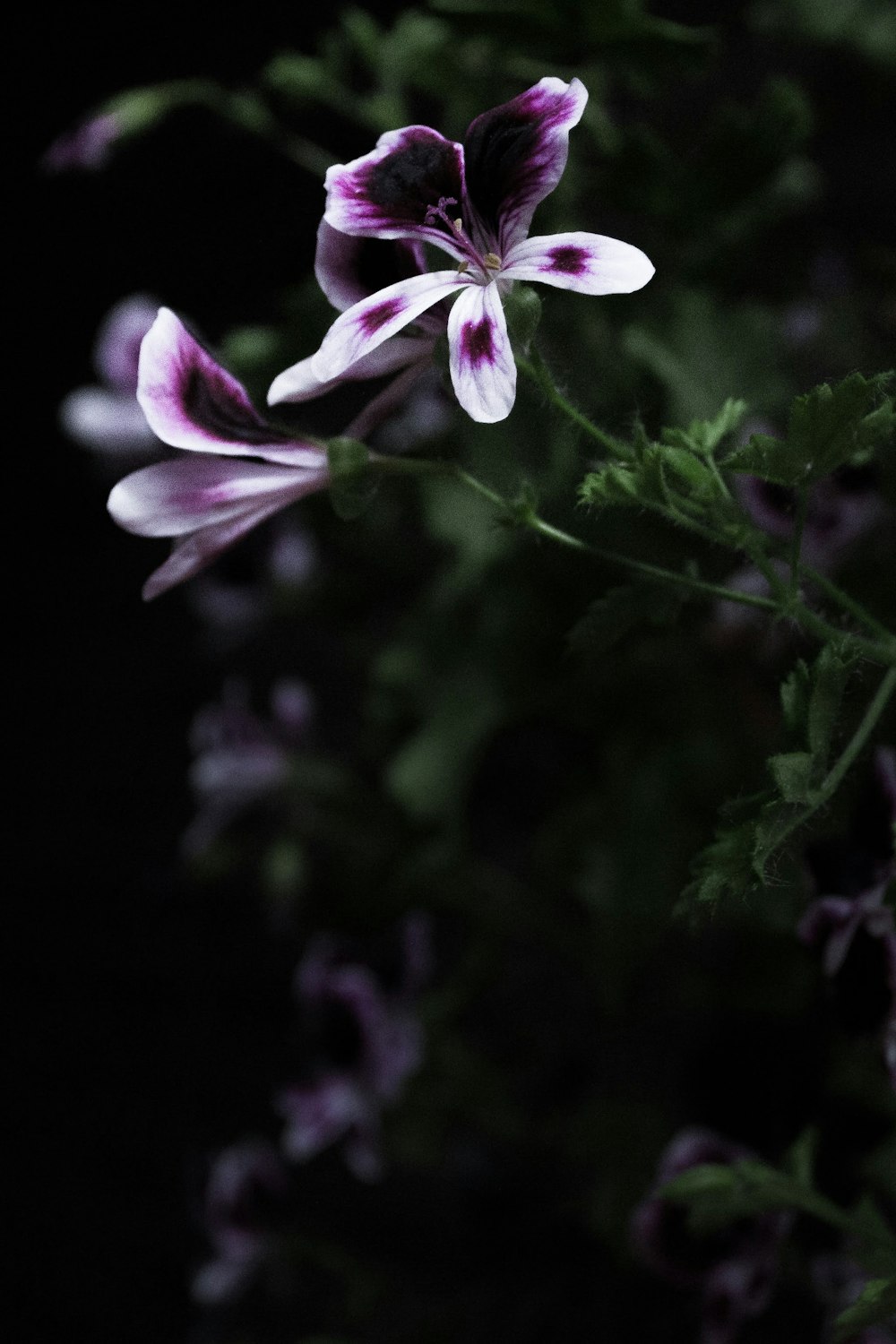 黒い背景に花の接写