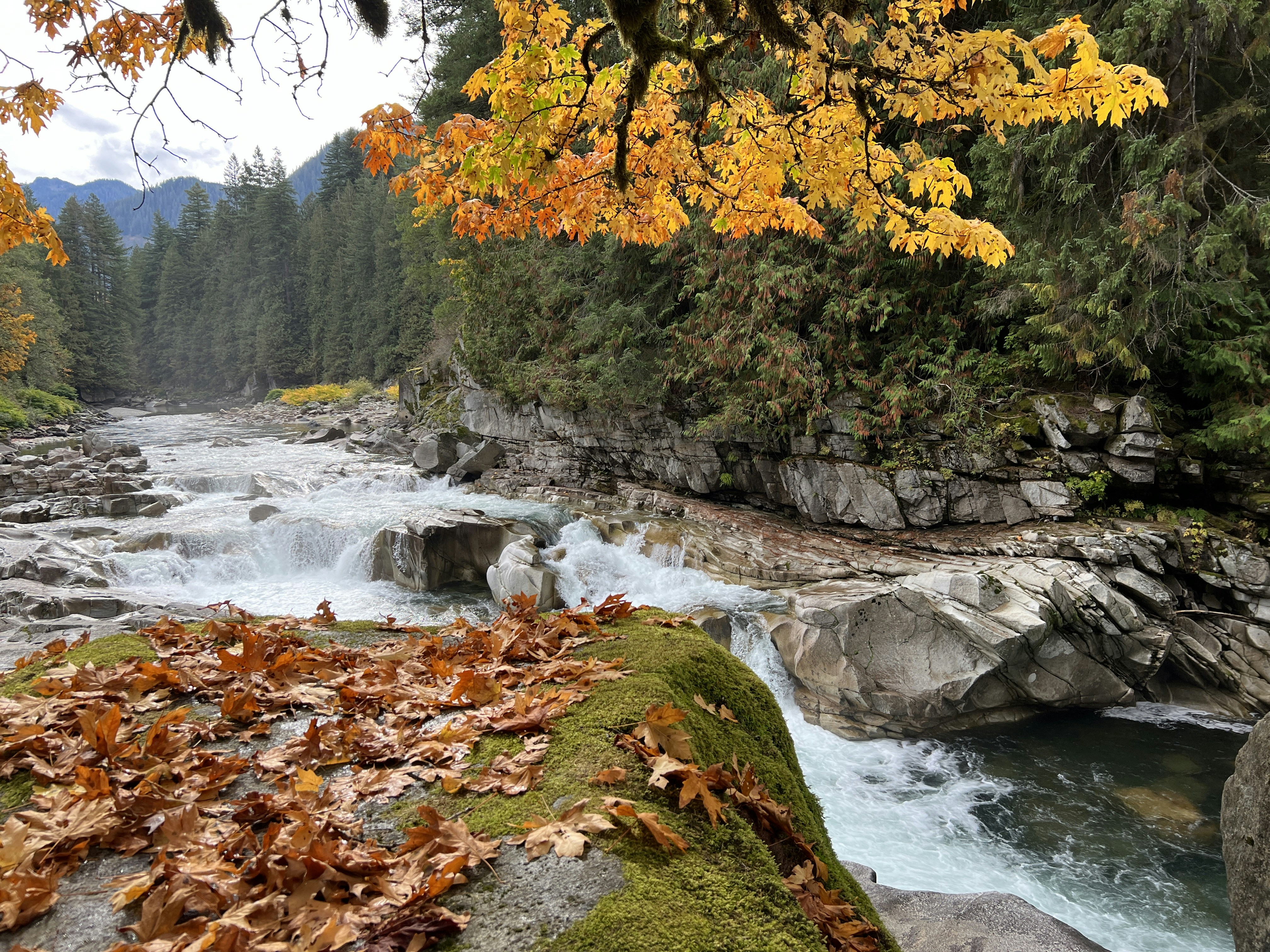 a river running through a forest filled with trees