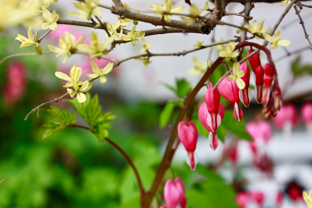 a close up of a tree with pink and yellow flowers