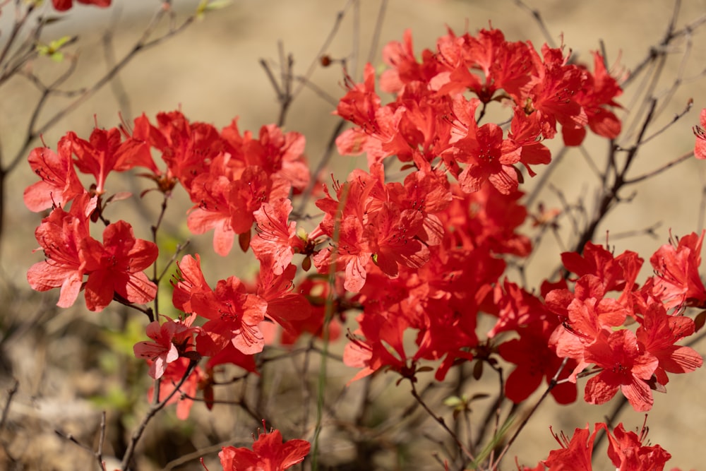 a bunch of red flowers that are in the dirt