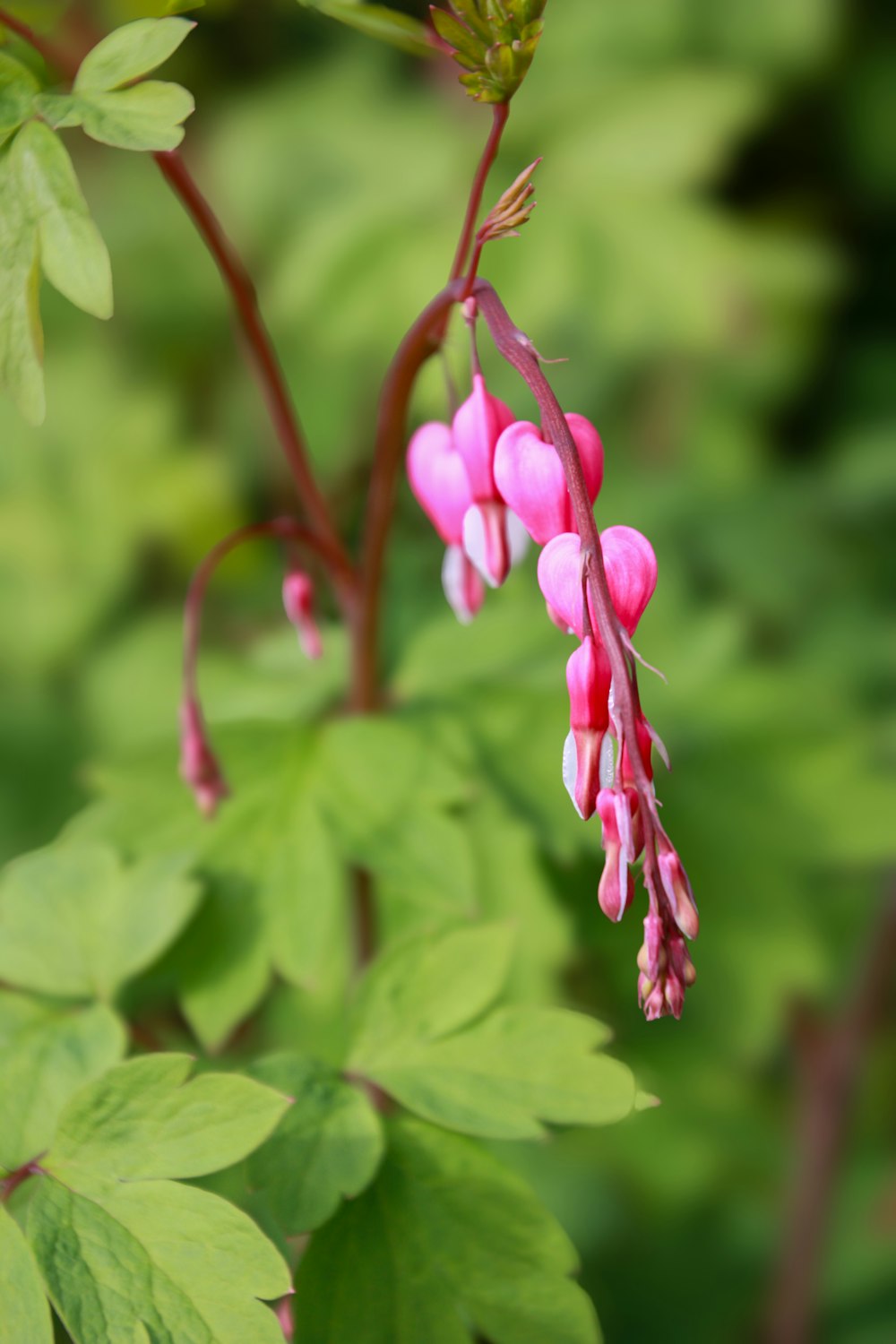 a close up of a plant with pink flowers